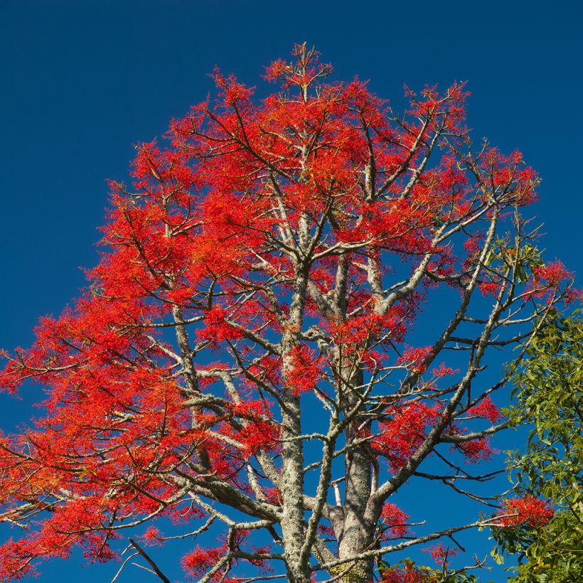 Brachychiton acerifolius - Flaschenbaum (Plant habit)