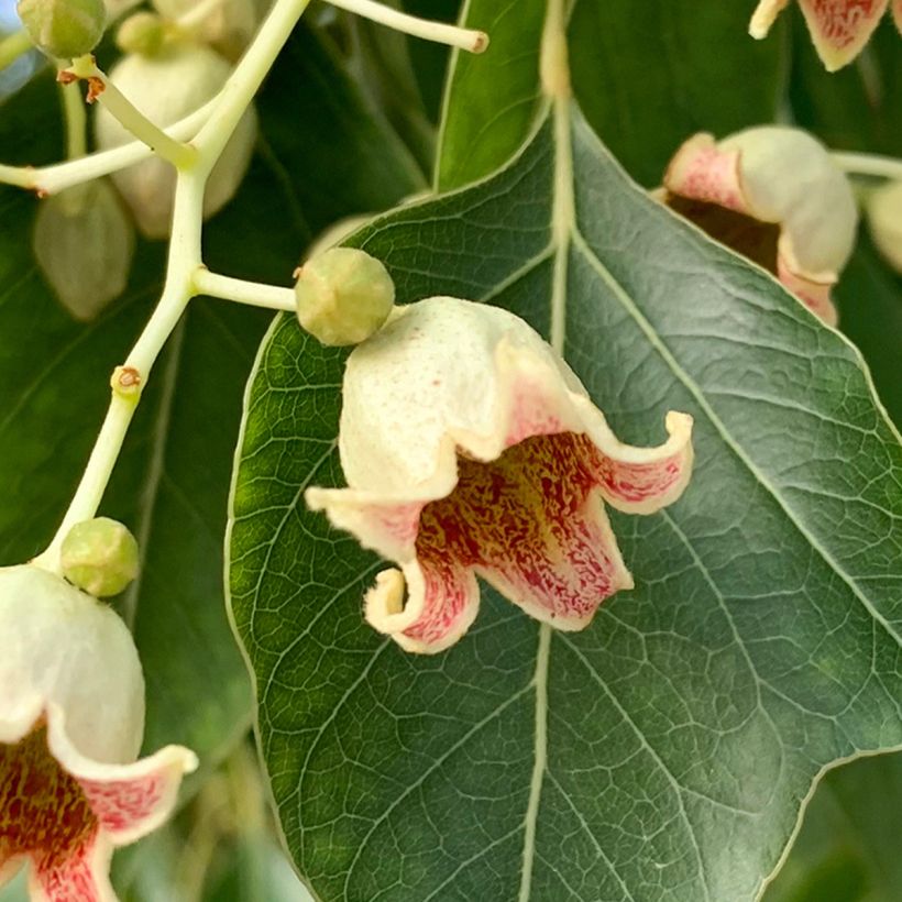 Brachychiton populneus - Flaschenbaum (Flowering)