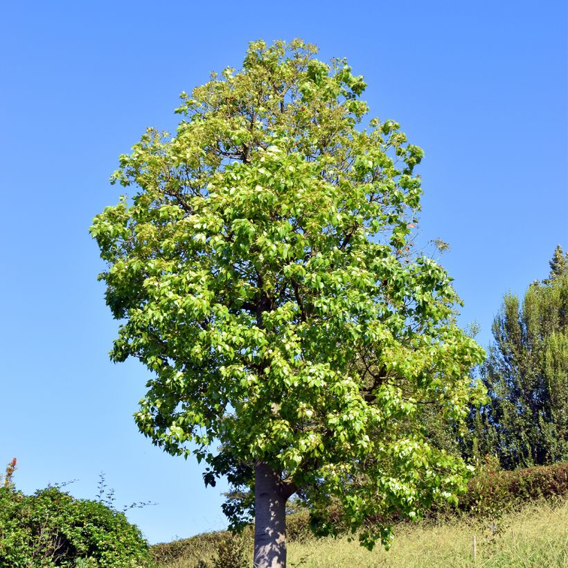 Brachychiton populneus - Flaschenbaum (Plant habit)