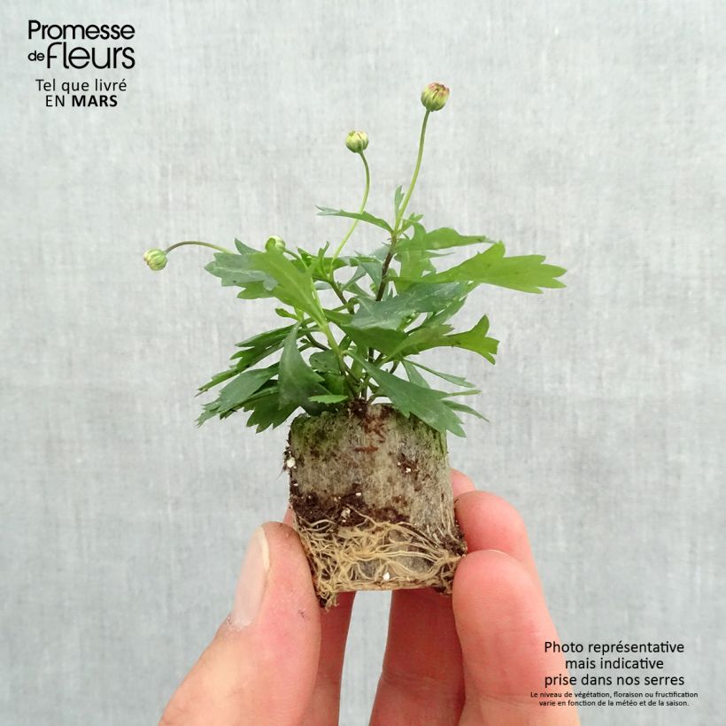 Example of Blaues Gänseblümchen Brasco Violet - Brachycome Mini-Plug Ø 3/4 cm as you get in printemps