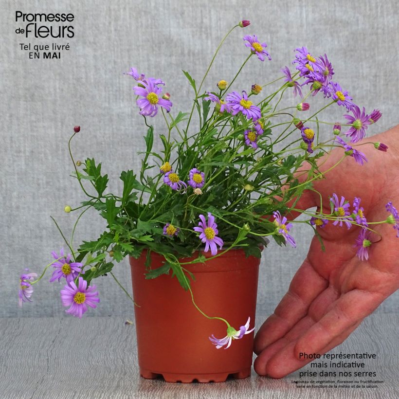 Example of Blaues Gänseblümchen Brasco Violet - Brachycome Kleine Töpfe von 8/9 cm as you get in printemps