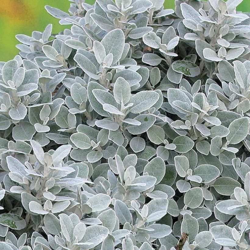 Senecio greyi Walberton's Silver Dormouse - Kreuzkraut (Foliage)