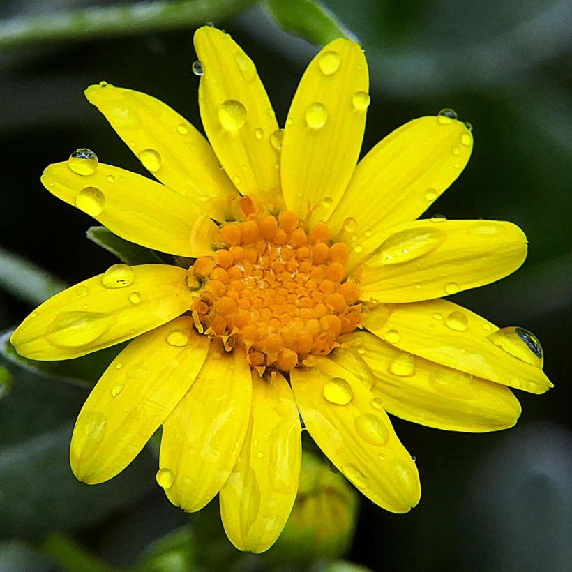 Senecio greyi Walberton's Silver Dormouse - Kreuzkraut (Flowering)