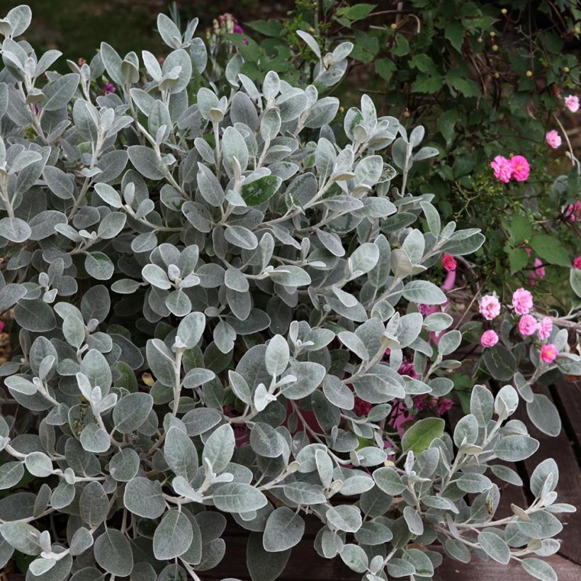 Senecio greyi Walberton's Silver Dormouse - Kreuzkraut (Plant habit)