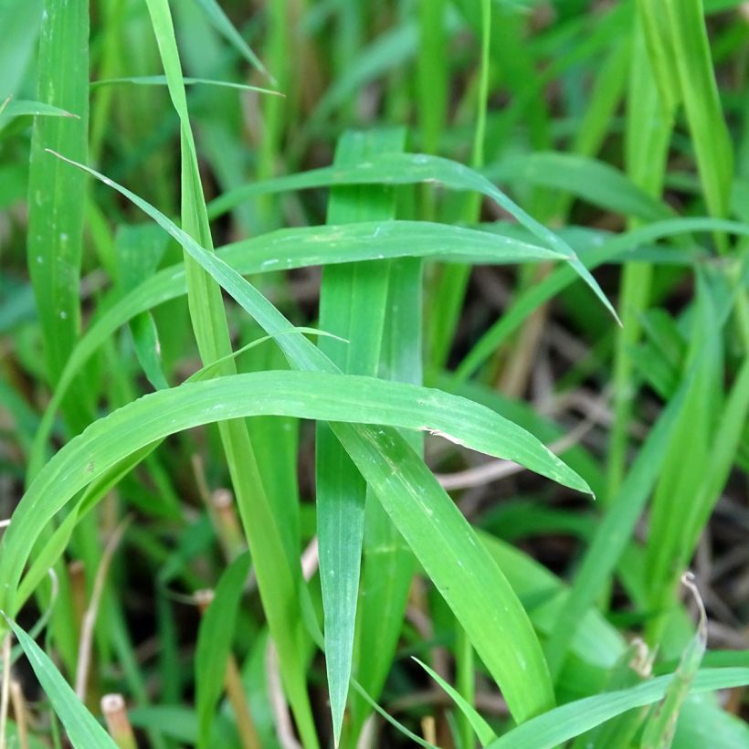 Brachypodium sylvaticum - Wald-Zwenke (Foliage)