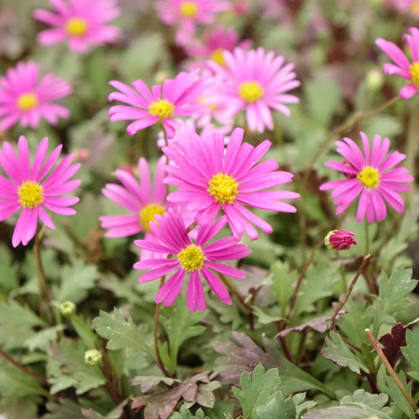 Blaues Gänseblümchen Fresco Bright Pink - Brachycome (Blüte)