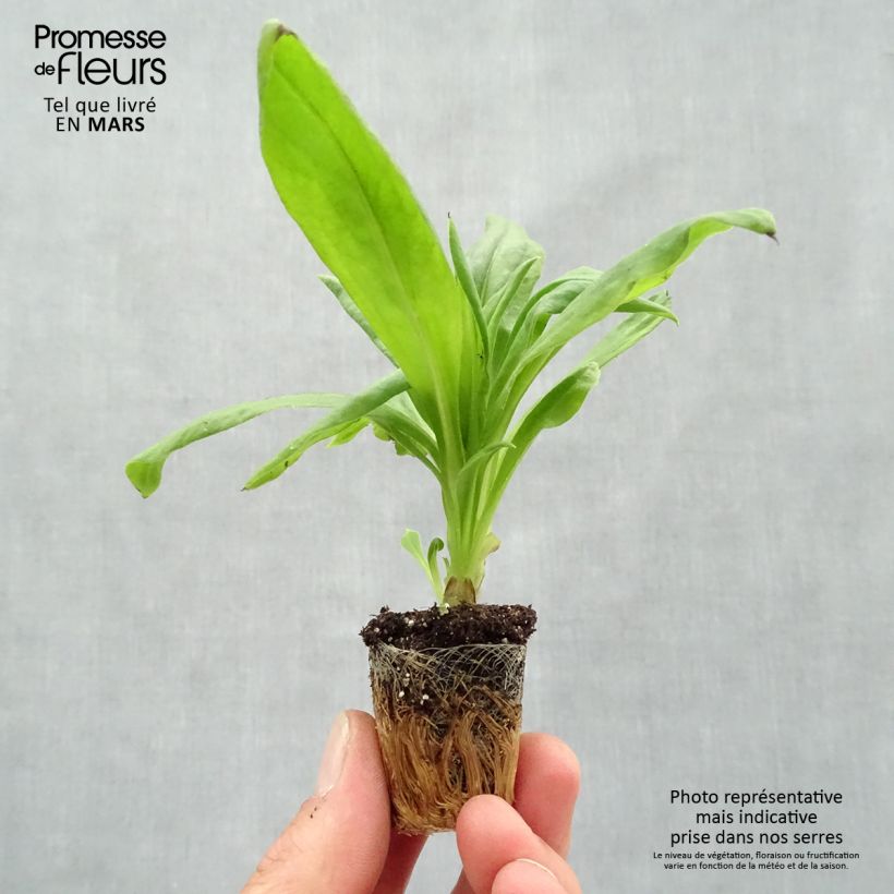 Example of Bracteantha bracteata Granvia Gold - Garten-Strohblume Mini-Plug Ø 3/4 cm as you get in printemps