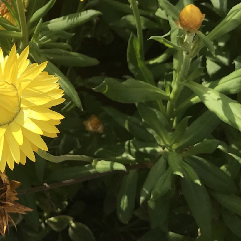 Bracteantha bracteata Granvia Gold - Garten-Strohblume (Foliage)