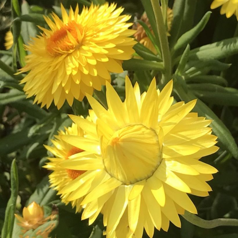 Bracteantha bracteata Granvia Gold - Garten-Strohblume (Flowering)