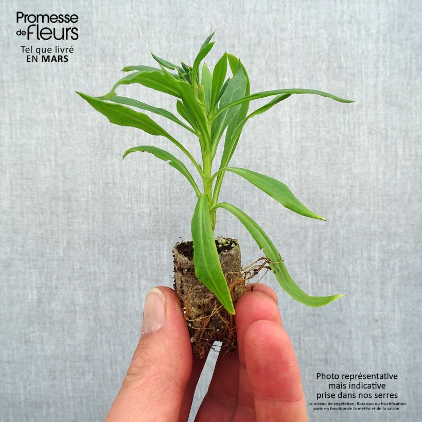 Example of Bracteantha bracteata Heliana Scarlet - Garten-Strohblume Mini-Plug Ø 1,5/2,5 cm as you get in printemps