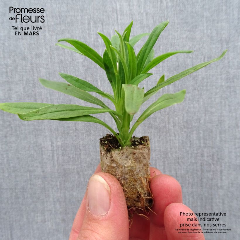 Example of Bracteantha bracteata Heliana White - Garten-Strohblume Mini-Plug Ø 1,5/2,5 cm as you get in printemps