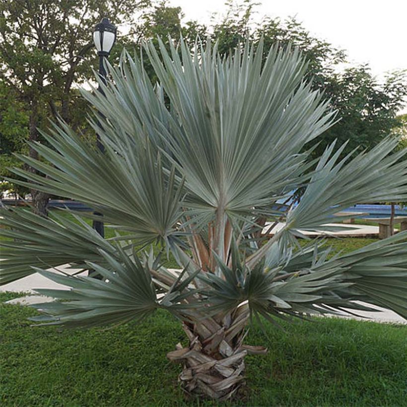 Brahea armata - Blaue Hesperidenpalme (Plant habit)