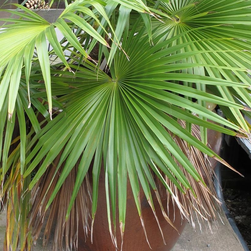 Brahea calcarea - Weiße Felsenpalme (Foliage)