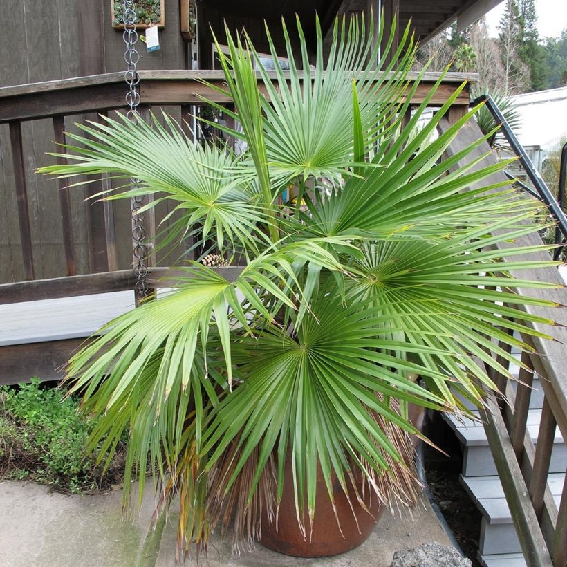 Brahea calcarea - Weiße Felsenpalme (Plant habit)