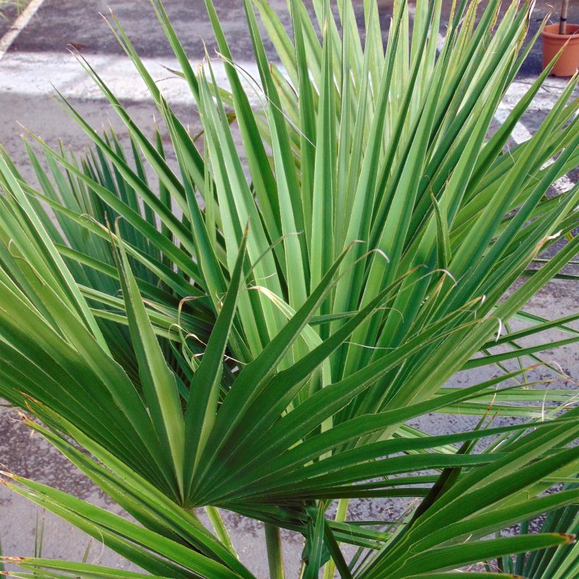 Brahea edulis - Guadalupe-Palme (Foliage)