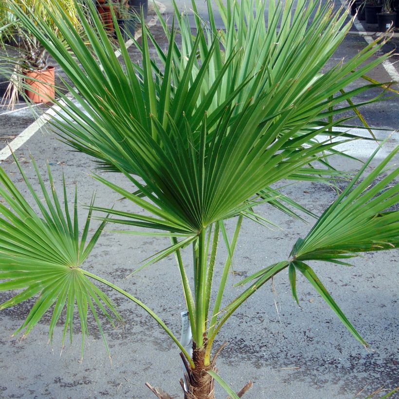Brahea edulis - Guadalupe-Palme (Plant habit)