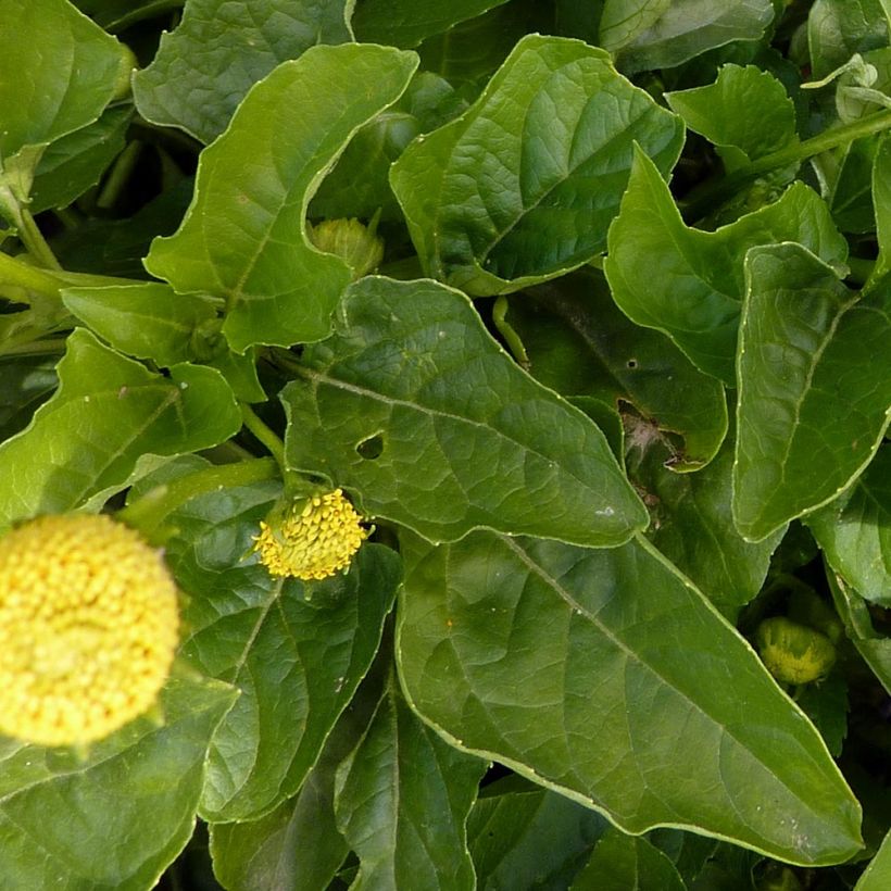 Jambú - Acmella oleracea (Foliage)