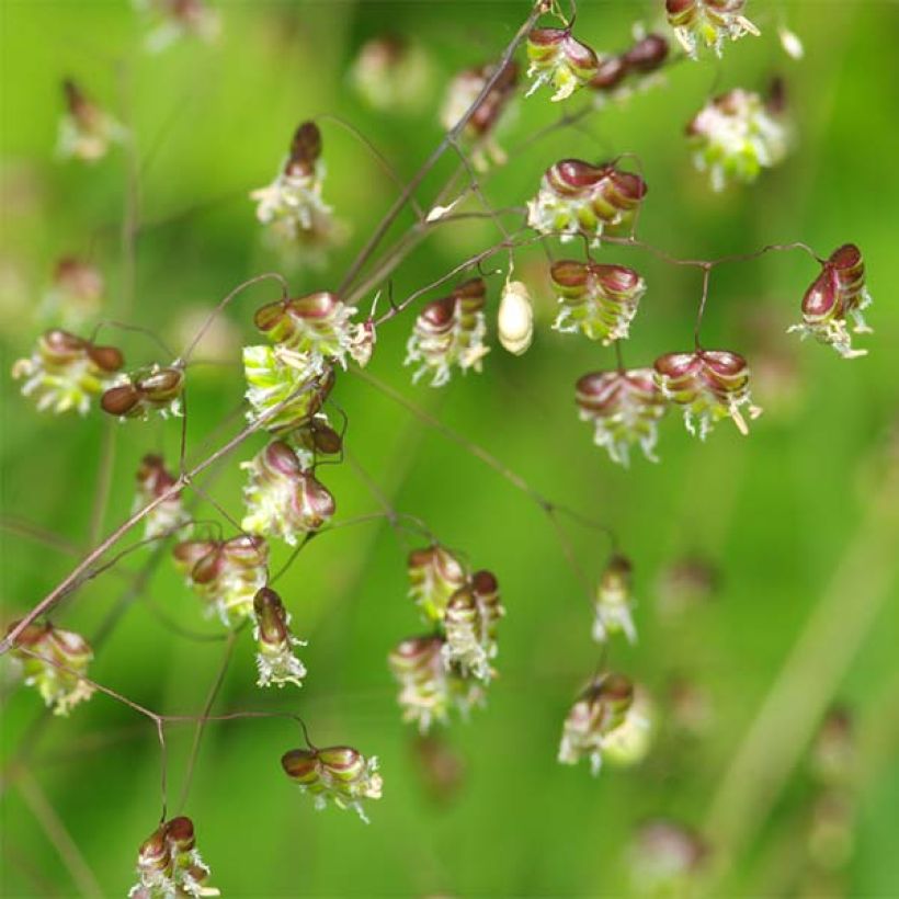 Briza media - Mittleres Zittergras (Flowering)