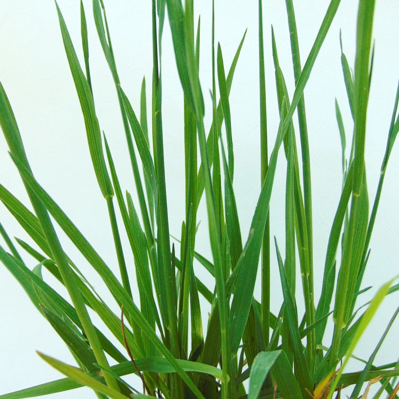 Briza media - Mittleres Zittergras (Foliage)