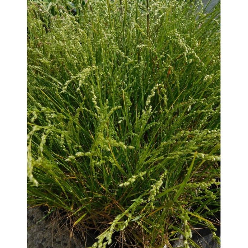 Briza triloba - Zittergras (Plant habit)