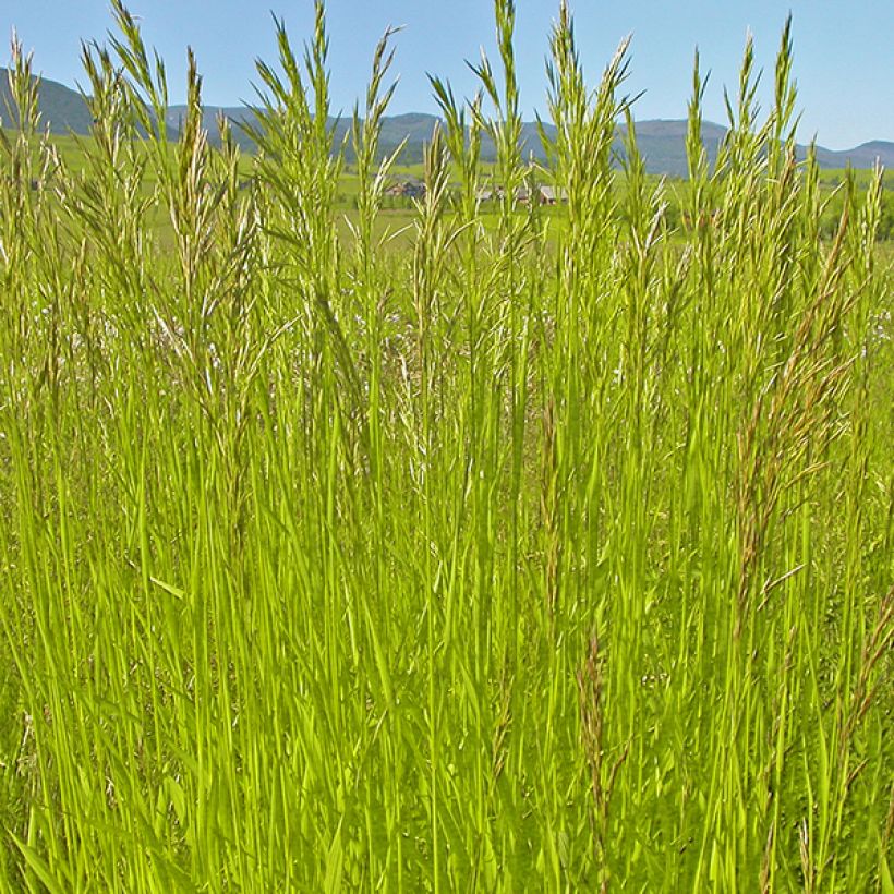 Bromus inermis Skinner s Gold - Unbegrannte Trespe (Foliage)