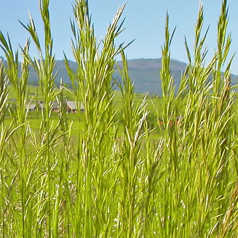 Bromus inermis Skinner s Gold - Unbegrannte Trespe (Flowering)
