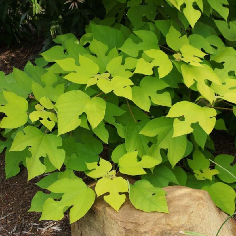 Broussonetia papyrifera Golden Shadow - Papier-Maulbeerbaum (Foliage)