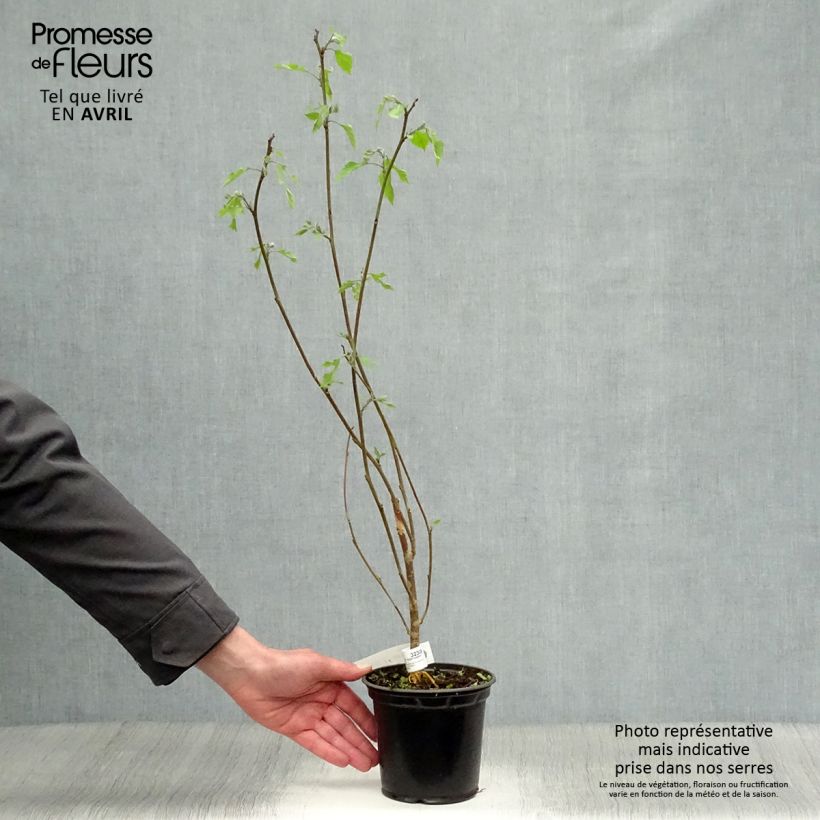 Example of Broussonetia papyrifera - Papier-Maulbeerbaum Topf mit 1L/1,5L as you get in printemps