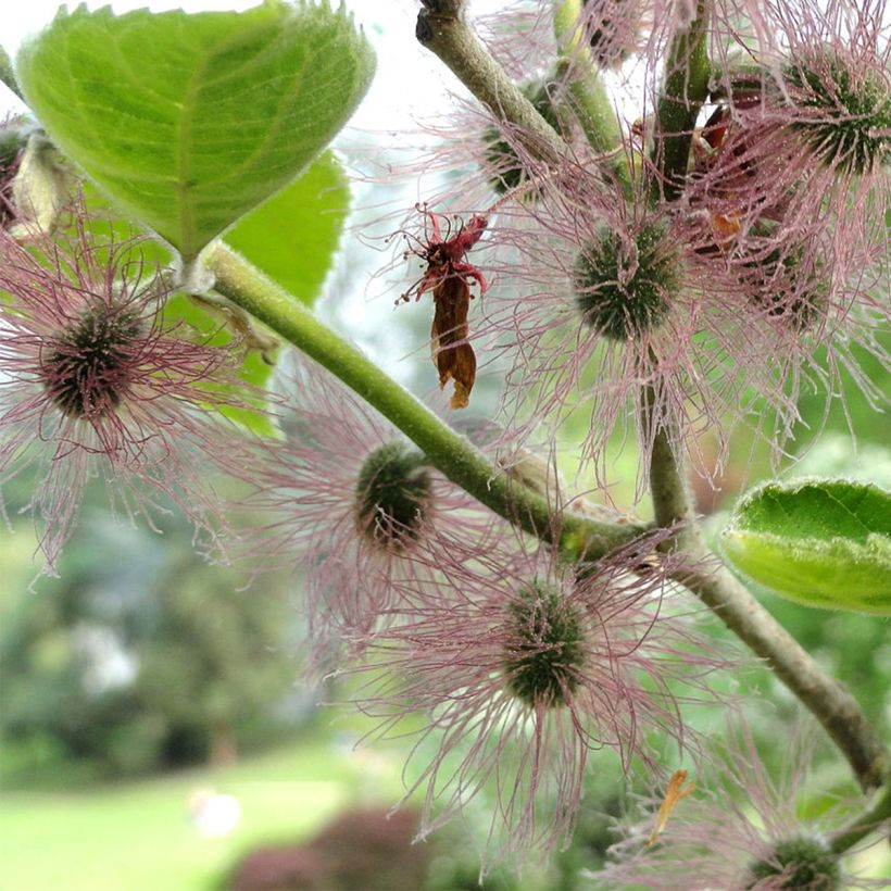 Broussonetia papyrifera - Papier-Maulbeerbaum (Flowering)