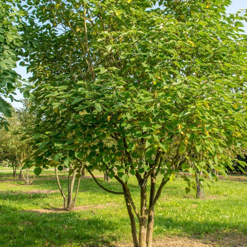 Broussonetia papyrifera - Papier-Maulbeerbaum (Plant habit)