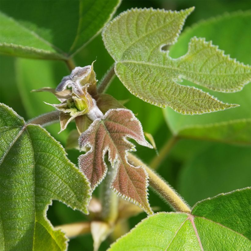 Broussonetia papyrifera - Papier-Maulbeerbaum (Foliage)