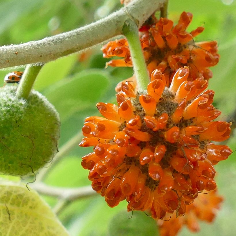 Broussonetia papyrifera - Papier-Maulbeerbaum (Harvest)