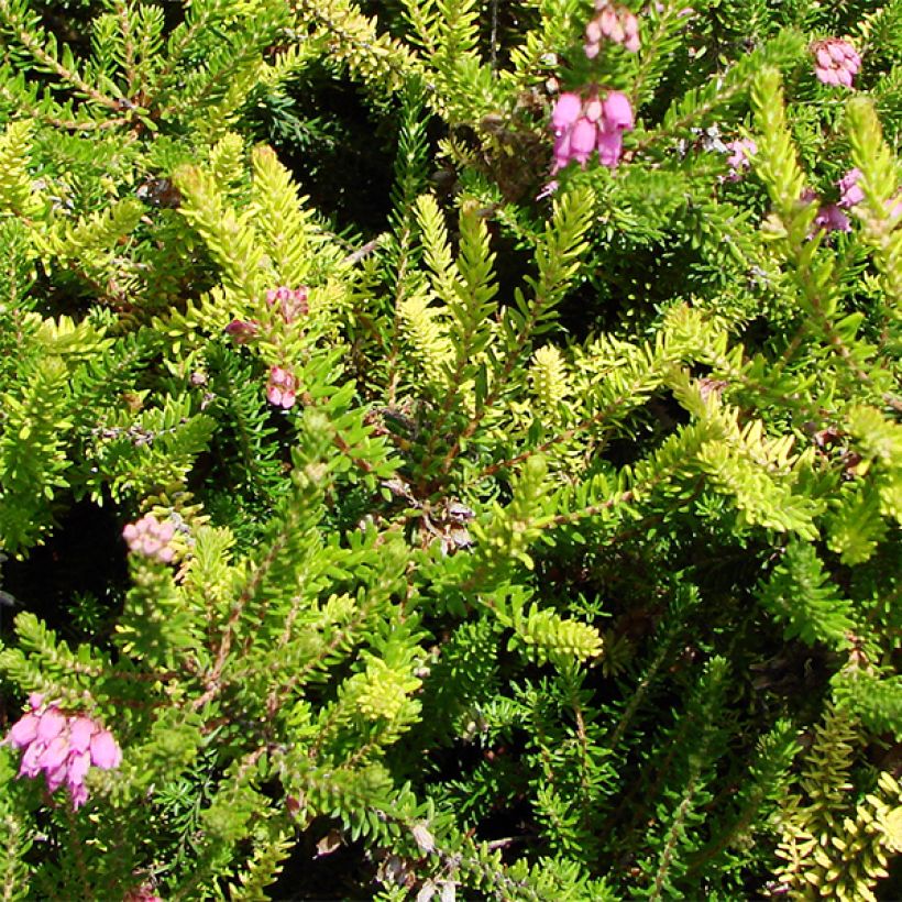 Bruckenthalia spiculifolia - Ährenheide (Foliage)