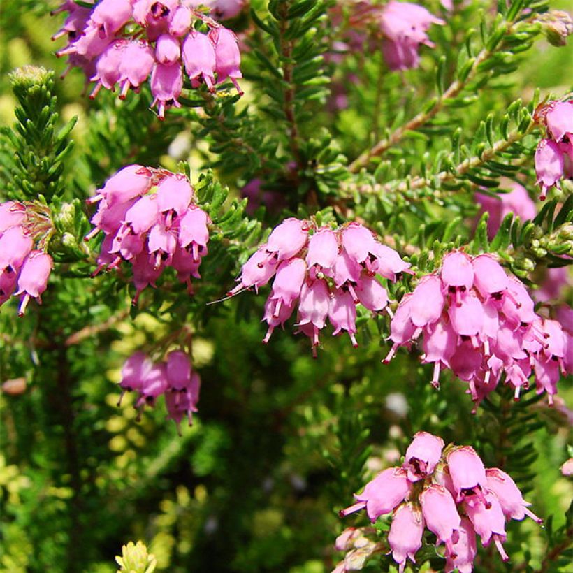 Bruckenthalia spiculifolia - Ährenheide (Flowering)