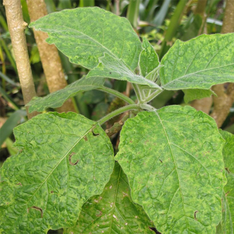 Brugmansia sanguinea - Trompetenbaum (Foliage)