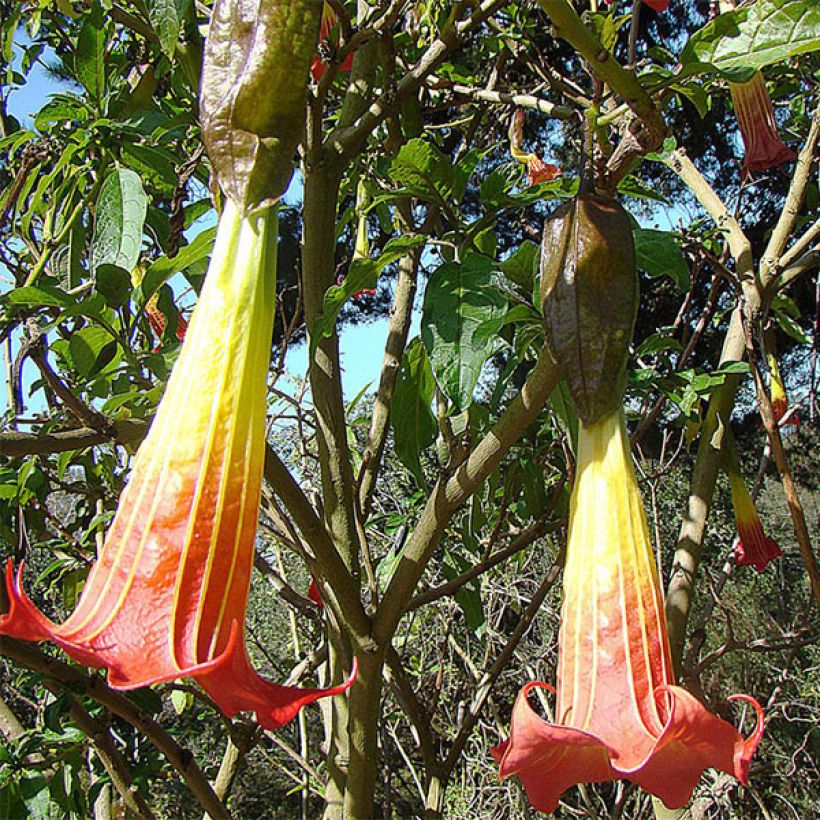 Brugmansia sanguinea - Trompetenbaum (Flowering)