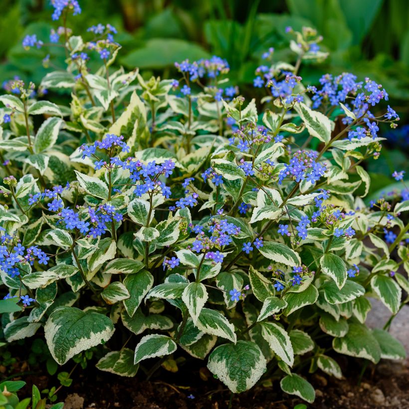 Brunnera macrophylla Variegata - Kaukasus-Vergißmeinnicht (Plant habit)