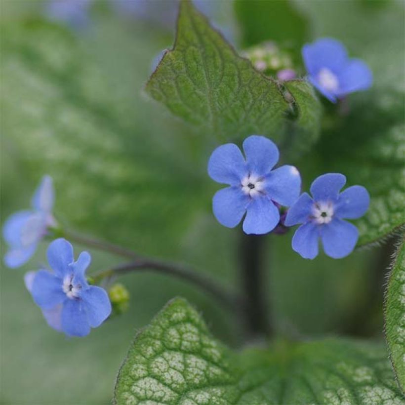 Brunnera macrophylla Alexander's Great - Kaukasus-Vergißmeinnicht (Flowering)