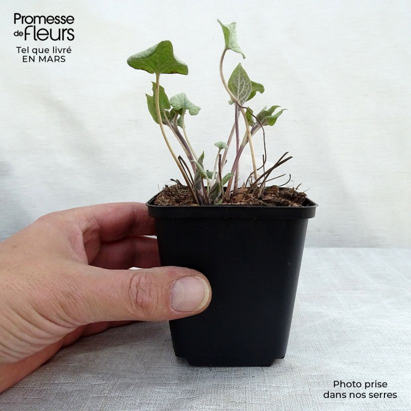 Exemplar von Brunnera macrophylla Alexander's Great - Kaukasus-Vergißmeinnicht Kleine Töpfe von 8/9 cm wie im Winter geliefert