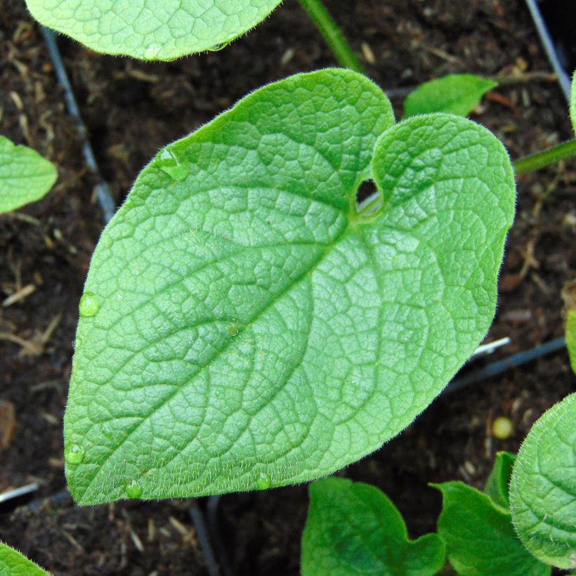 Brunnera macrophylla Betty Bowring - Kaukasus-Vergißmeinnicht (Foliage)