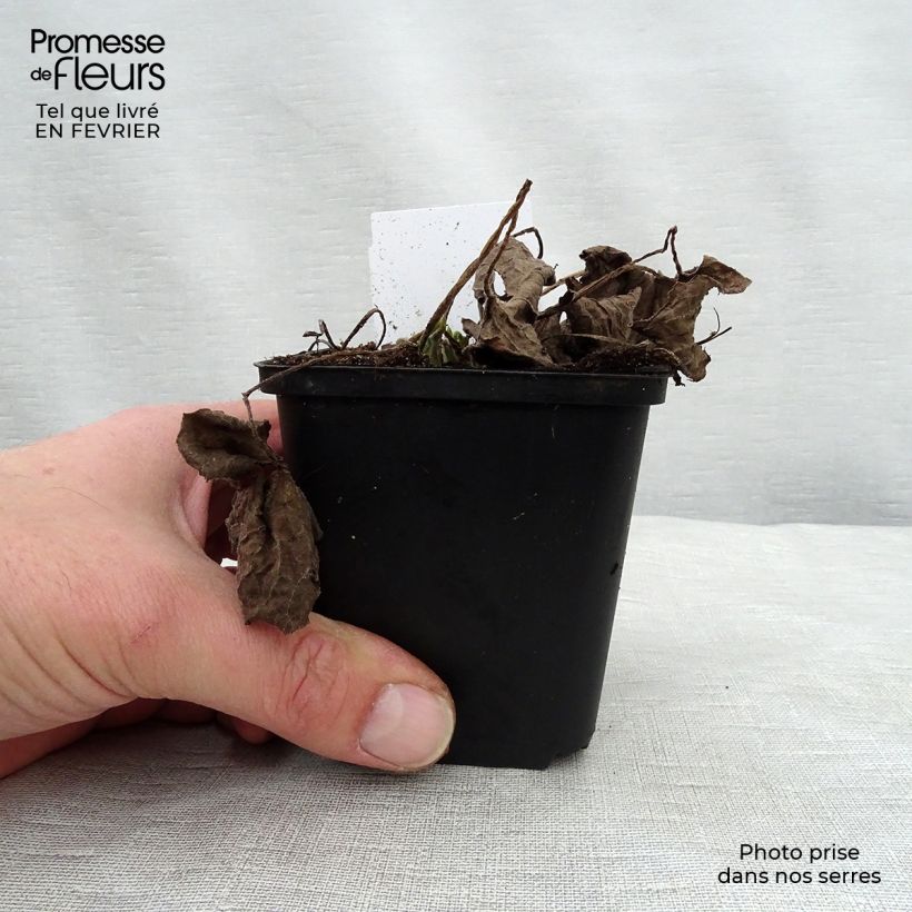 Exemplar von Brunnera macrophylla Betty Bowring - Kaukasus-Vergißmeinnicht Kleine Töpfe von 8/9 cm wie im Winter geliefert