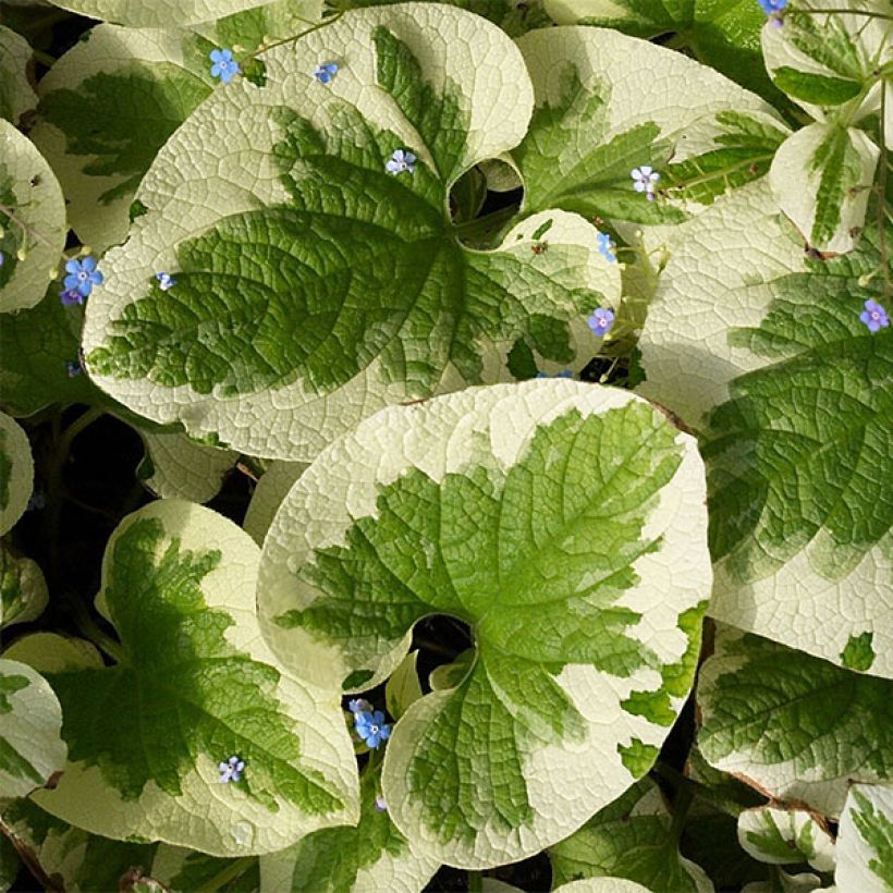 Brunnera macrophylla Dawson s White - Kaukasus-Vergißmeinnicht (Foliage)