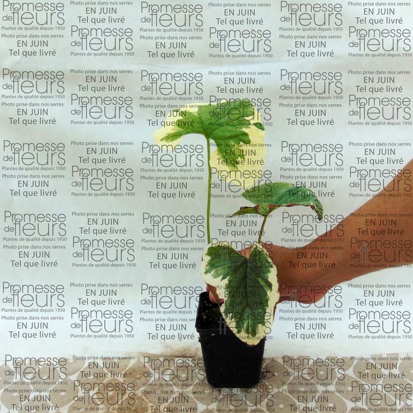 Example of Brunnera macrophylla Dawson s White - Kaukasus-Vergißmeinnicht Kleine Töpfe von 8/9 cm as you get