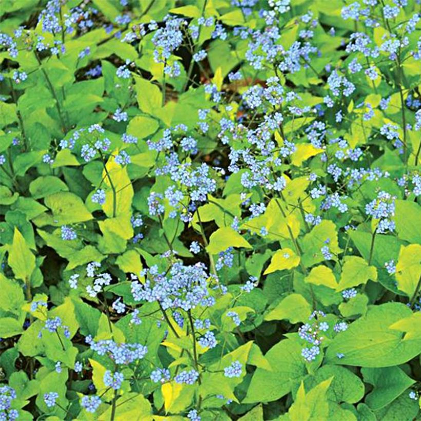 Brunnera macrophylla Diane's Gold - Kaukasus-Vergißmeinnicht (Flowering)