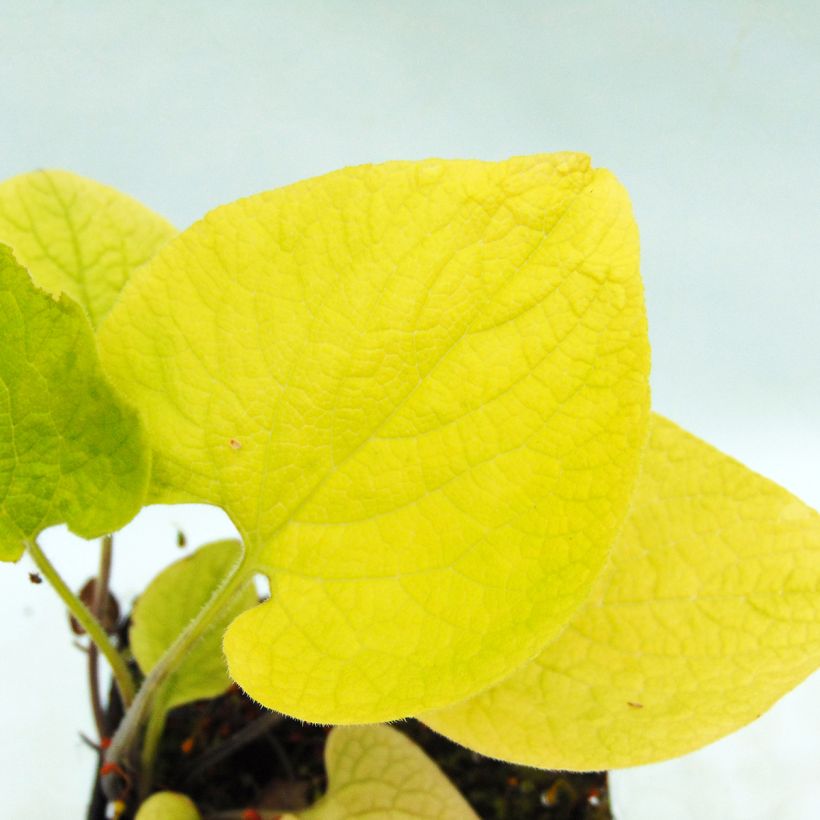 Brunnera macrophylla Diane's Gold - Kaukasus-Vergißmeinnicht (Foliage)