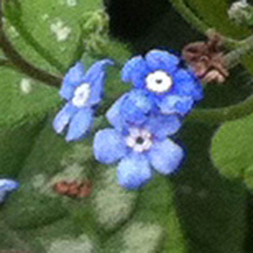 Brunnera macrophylla Emerald Mist - Kaukasus-Vergißmeinnicht (Flowering)