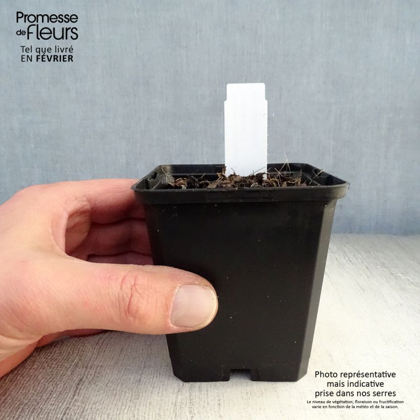 Exemplar von Brunnera macrophylla Emerald Mist - Kaukasus-Vergißmeinnicht Kleine Töpfe von 8/9 cm wie im Winter geliefert