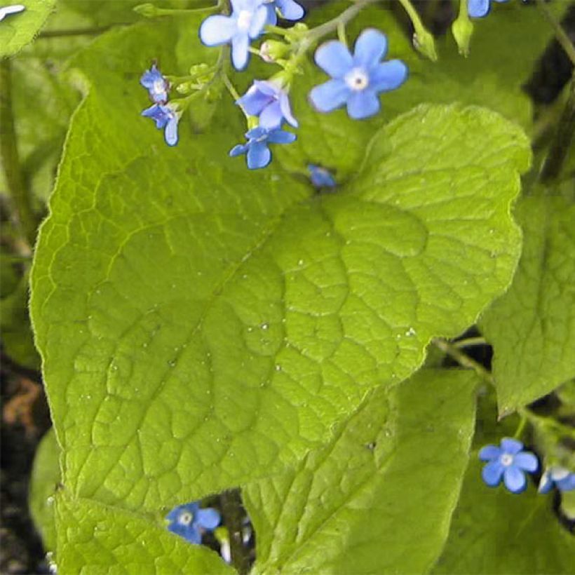 Brunnera macrophylla Green Gold - Kaukasus-Vergißmeinnicht (Foliage)
