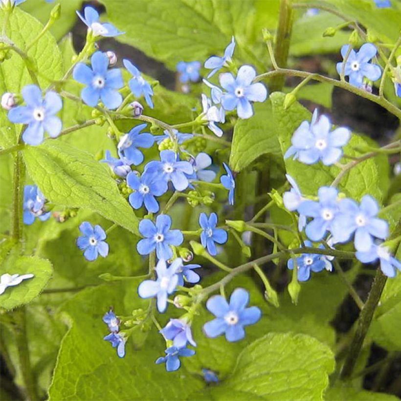 Brunnera macrophylla Green Gold - Kaukasus-Vergißmeinnicht (Flowering)