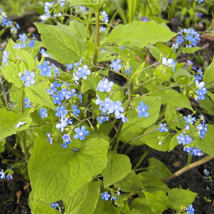 Brunnera macrophylla Green Gold - Kaukasus-Vergißmeinnicht (Plant habit)